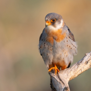 Rotfußfalke
.
.
.

#birds #rotfußfalkenweibchen #animalphotography #sonyalpha #fotografie #photography #wildlife #wildlifephotography #naturephotography #natur #naturfotografie #ig_alls #ig_naturelovers #ig_myshot #worlds_beautiful_photos #ig_wildlife #igscwildlife #marvelshots #infinity_worldshoot #earth_shotz #animals_shots #all_animals_addition #nature_sultans #splendid_animals #nature_perfection #amazing_shots #shots_of_animals #nature_brillance #bestbirdshots #best_birds_of_world