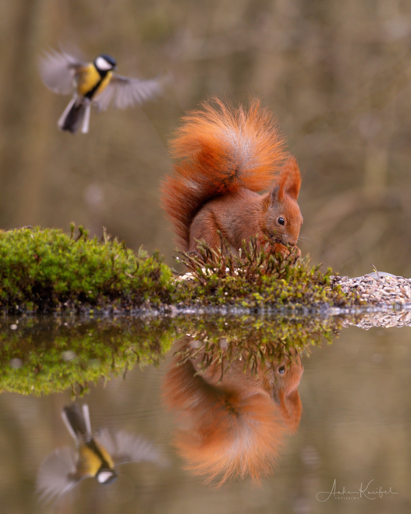 Eichhörnchen
⁣⁣⁣⁣⁣.⁣⁣⁣⁣⁣
⁣⁣⁣⁣⁣.⁣⁣⁣⁣⁣
⁣⁣⁣⁣⁣ #eichhörnchen #herbst #animals #animalphotography #tierfotografie #fotografie #photography #wildlife #wildlifephotography #naturephotography #natur #naturfotografie #ig_alls #ig_naturelovers #ig_myshot #worlds_beautiful_photos #ig_wildlife #igscwildlife #marvelshots #infinity_worldshoot #earth_shotz #animals_shots #all_animals_addition #nature_sultans #splendid_animals #nature_perfection #amazing_shots #shots_of_animals #nature_brillance #sonyalpha