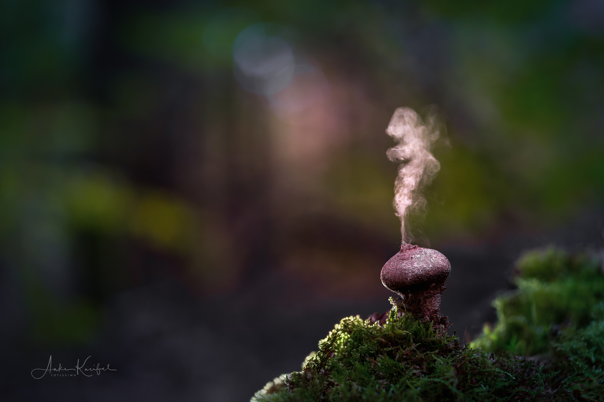 Stäubling🙋🏻‍♀️

#pilze #mushroom #wald #forrest #grün #stäubling #moos#earthescope #photography #wildlife #wildlifephotography#natur #naturfotografie #naturephotography #ig_alls#naturelovers #bns_macro #worlds_beautiful_photos#nature_perfections #amazing_shots #nature_brilliance#bns_nature #ig_wildlife #macro_brilliance #ig_myshots