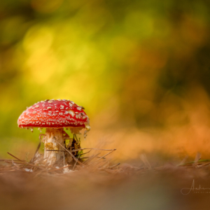 Fliegenpilz 🍄

#pilze #mushroom #wald #forrest #grün #fliegenpilz #moos#earthescope #photography #wildlife #wildlifephotography#natur #naturfotografie #naturephotography #ig_alls#naturelovers #bns_macro #worlds_beautiful_photos#nature_perfections #amazing_shots #nature_brilliance#bns_nature #ig_wildlife #macro_brilliance #ig_myshots