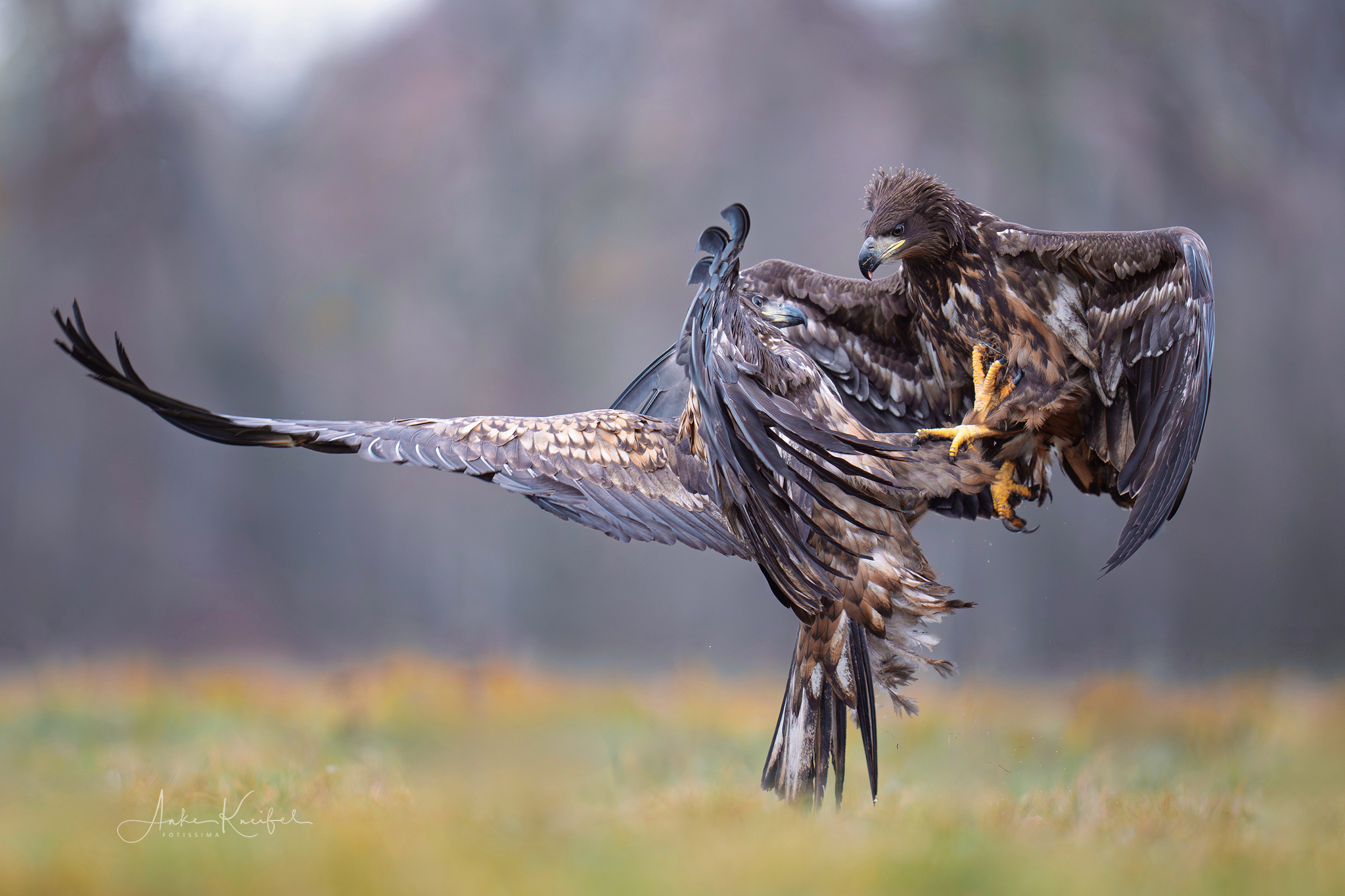 Seeadler

#seeadler #animals #animalphotography #birds #birdphotography #tierfotografie #tiere #fotografie #photography #wildlife #wildlifephotography #naturephotography #natur #naturfotografie #ig_alls #ig_naturelovers #ig_myshot #worlds_beautiful_photos #ig_wildlife #igscwildlife #marvelshots #infinity_worldshoot #igbest_shotz #earth_shotz #animals_shots #all_animals_addition #nature_sultans #splendid_animals #nature_perfection #amazing_shots