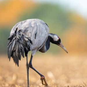 Kranich 😀
#birds
#kraniche
#animalphotography
#cranes #fotografie
#photography
#wildlife
#wildlifephotography
#naturephotography
#natur
#naturfotografie
#ig_alls
#ig_naturelovers
#ig_myshot
#worlds_beautiful_photos#sonyalpha #geographic #german