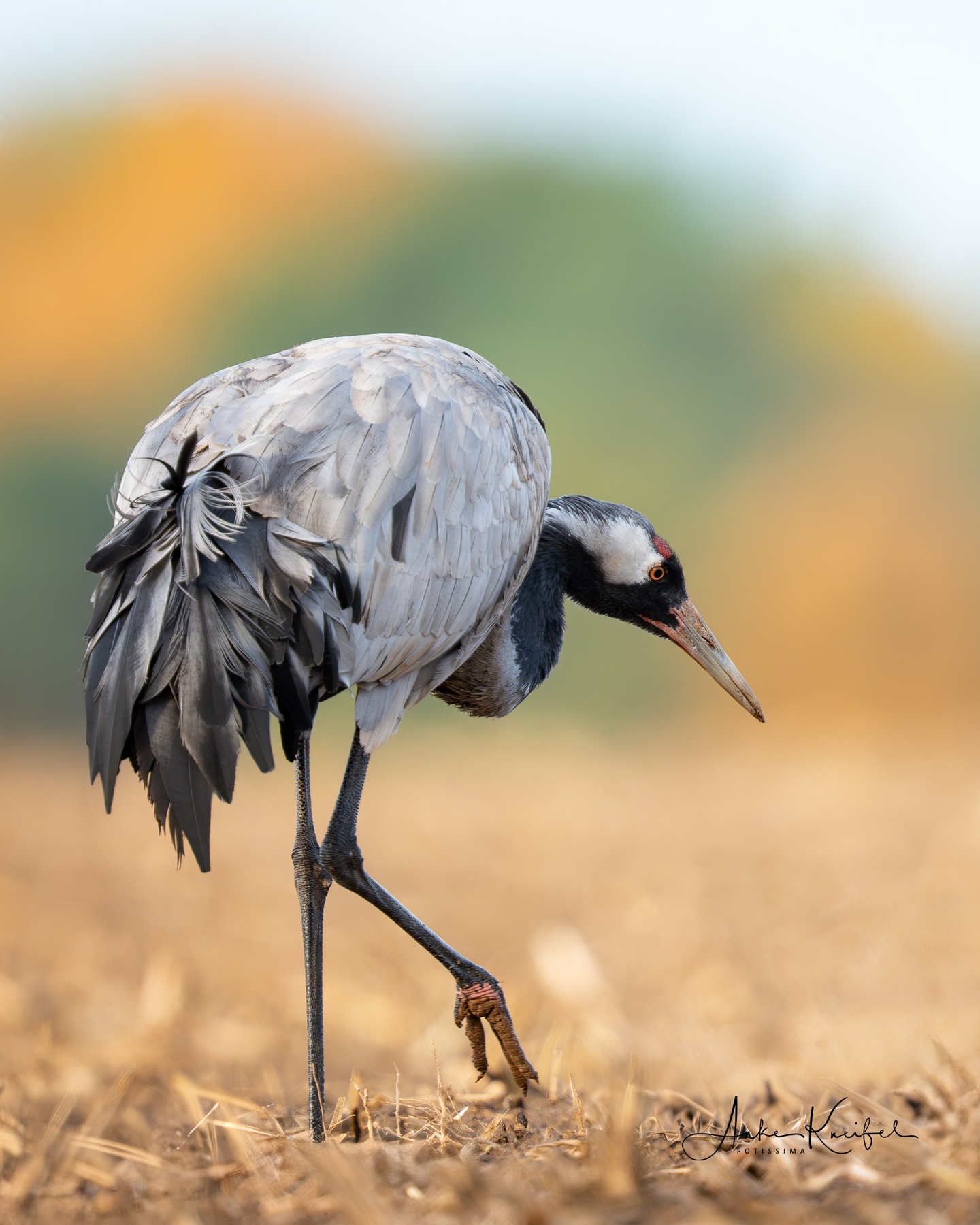 Kranich 😀
#birds
#kraniche
#animalphotography
#cranes #fotografie
#photography
#wildlife
#wildlifephotography
#naturephotography
#natur
#naturfotografie
#ig_alls
#ig_naturelovers
#ig_myshot
#worlds_beautiful_photos#sonyalpha #geographic #german