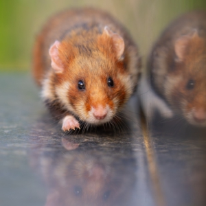 Feldhamster 🐹 #feldhamster #animals #animalphotography #tierfotografie #fotografie #photography #wildlife #wildlifephotography #naturephotography #natur #naturfotografie #ig_alls #ig_naturelovers #ig_myshot #worlds_beautiful_photos #ig_wildlife #igscwildlife #marvelshots #infinity_worldshoot #earth_shotz #animals_shots #all_animals_addition #nature_sultans #splendid_animals #nature_perfection #amazing_shots #shots_of_animals #nature_brillance #sonyalpha