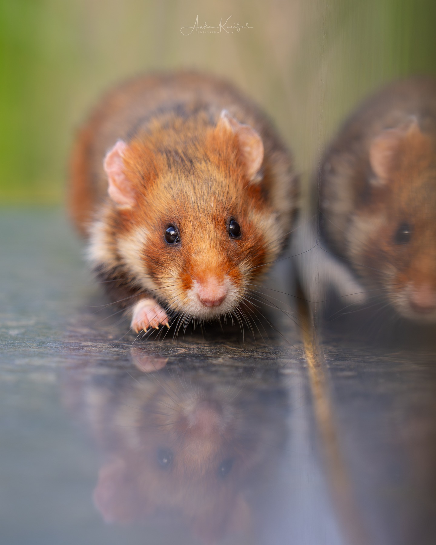 Feldhamster 🐹 #feldhamster #animals #animalphotography #tierfotografie #fotografie #photography #wildlife #wildlifephotography #naturephotography #natur #naturfotografie #ig_alls #ig_naturelovers #ig_myshot #worlds_beautiful_photos #ig_wildlife #igscwildlife #marvelshots #infinity_worldshoot #earth_shotz #animals_shots #all_animals_addition #nature_sultans #splendid_animals #nature_perfection #amazing_shots #shots_of_animals #nature_brillance #sonyalpha