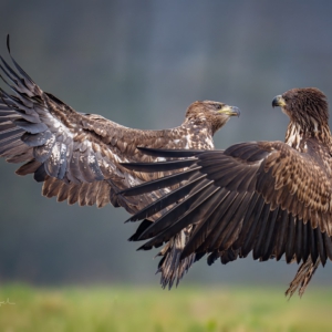 Seeadler 

#seeadler #animals #animalphotography #birds #birdphotography #tierfotografie #tiere #fotografie #photography #wildlife #wildlifephotography #naturephotography #natur #naturfotografie #ig_alls #ig_naturelovers #ig_myshot #worlds_beautiful_photos #ig_wildlife #igscwildlife #marvelshots #infinity_worldshoot #igbest_shotz #earth_shotz #animals_shots #all_animals_addition #nature_sultans #splendid_animals #nature_perfection #amazing_shots