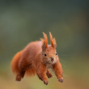 Eichhörnchen
⁣⁣⁣⁣⁣.⁣⁣⁣⁣⁣
⁣⁣⁣⁣⁣.⁣⁣⁣⁣⁣
⁣⁣⁣⁣⁣ #eichhörnchen #herbst #animals #animalphotography #tierfotografie #fotografie #photography #wildlife #wildlifephotography #naturephotography #natur #naturfotografie #ig_alls #ig_naturelovers #ig_myshot #worlds_beautiful_photos #ig_wildlife #igscwildlife #marvelshots #infinity_worldshoot #earth_shotz #animals_shots #all_animals_addition #nature_sultans #splendid_animals #nature_perfection #amazing_shots #shots_of_animals #nature_brillance #sonyalpha