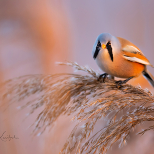 Bartmeise🙋🏻‍♀️
⁣⁣ #birds⁣⁣
⁣⁣ #bartmeise 
⁣⁣ #animalphotography ⁣⁣
⁣⁣ #sonyalpha #fotografie⁣⁣
⁣⁣ #photography⁣⁣
⁣⁣ #wildlife⁣⁣
⁣⁣ #wildlifephotography⁣⁣
⁣⁣ #naturephotography ⁣⁣
⁣⁣ #natur ⁣⁣
⁣⁣ #naturfotografie⁣⁣
⁣⁣ #ig_alls ⁣⁣
⁣⁣ #ig_naturelovers⁣⁣
⁣⁣ #ig_myshot⁣⁣
⁣⁣ #worlds_beautiful_photos ⁣⁣
⁣⁣ #ig_wildlife⁣⁣
⁣⁣ #igscwildlife⁣⁣
⁣⁣ #marvelshots⁣⁣
⁣⁣ #infinity_worldshoot⁣⁣
⁣⁣ #earth_shotz⁣⁣
⁣⁣ #animals_shots⁣⁣
⁣⁣ #all_animals_addition⁣⁣
⁣⁣ #nature_sultans ⁣⁣
⁣⁣ #splendid_animals⁣⁣
⁣⁣ #nature_perfection ⁣⁣
⁣⁣ #amazing_shots⁣⁣
⁣⁣ #shots_of_animals⁣⁣
⁣⁣ #nature_brillance⁣⁣
⁣⁣ #bestbirdshots⁣⁣
⁣⁣ #best_birds_of_world