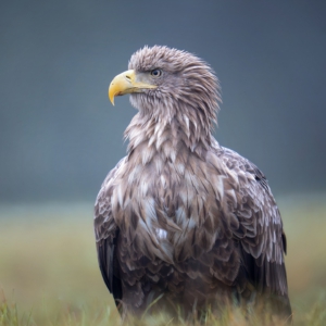 Seeadler

#seeadler #animals #animalphotography #birds #birdphotography #tierfotografie #tiere #fotografie #photography #wildlife #wildlifephotography #naturephotography #natur #naturfotografie #ig_alls #ig_naturelovers #ig_myshot #worlds_beautiful_photos #ig_wildlife #igscwildlife #marvelshots #infinity_worldshoot #igbest_shotz #earth_shotz #animals_shots #all_animals_addition #nature_sultans #splendid_animals #nature_perfection #amazing_shots