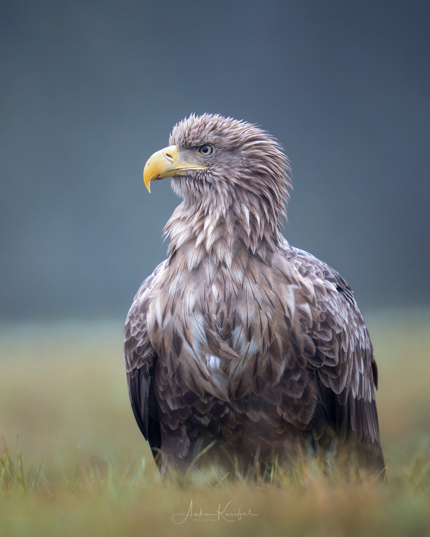 Seeadler

#seeadler #animals #animalphotography #birds #birdphotography #tierfotografie #tiere #fotografie #photography #wildlife #wildlifephotography #naturephotography #natur #naturfotografie #ig_alls #ig_naturelovers #ig_myshot #worlds_beautiful_photos #ig_wildlife #igscwildlife #marvelshots #infinity_worldshoot #igbest_shotz #earth_shotz #animals_shots #all_animals_addition #nature_sultans #splendid_animals #nature_perfection #amazing_shots