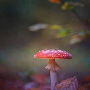Fliegenpilz 🍄

#pilze #mushroom #wald #forrest #grün #fliegenpilz #moos#earthescope #photography #wildlife #wildlifephotography#natur #naturfotografie #naturephotography #ig_alls#naturelovers #bns_macro #worlds_beautiful_photos#nature_perfections #amazing_shots #nature_brilliance#bns_nature #ig_wildlife #macro_brilliance #ig_myshots