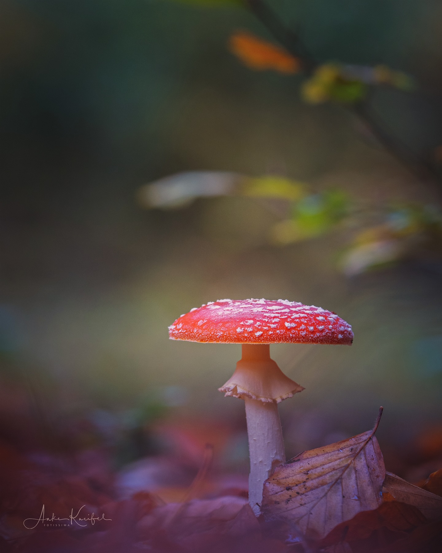 Fliegenpilz 🍄

#pilze #mushroom #wald #forrest #grün #fliegenpilz #moos#earthescope #photography #wildlife #wildlifephotography#natur #naturfotografie #naturephotography #ig_alls#naturelovers #bns_macro #worlds_beautiful_photos#nature_perfections #amazing_shots #nature_brilliance#bns_nature #ig_wildlife #macro_brilliance #ig_myshots