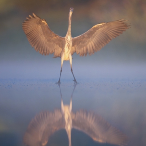 Graureiher 🙋‍♀️
⁣⁣ #birds⁣⁣
⁣⁣ #graureiher
⁣⁣ #animalphotography ⁣⁣
⁣⁣ #myphotosneedsynology #fotografie⁣⁣
⁣⁣ #photography⁣⁣
⁣⁣ #wildlife⁣⁣
⁣⁣ #wildlifephotography⁣⁣
⁣⁣ #naturephotography ⁣⁣
⁣⁣ #natur ⁣⁣
⁣⁣ #naturfotografie⁣⁣
⁣⁣ #ig_alls ⁣⁣
⁣⁣ #ig_naturelovers⁣⁣
⁣⁣ #ig_myshot⁣⁣
⁣⁣ #worlds_beautiful_photos ⁣⁣
⁣⁣ #ig_wildlife⁣⁣
⁣⁣ #igscwildlife⁣⁣
⁣⁣ #marvelshots⁣⁣
⁣⁣ #infinity_worldshoot⁣⁣
⁣⁣ #earth_shotz⁣⁣
⁣⁣ #animals_shots⁣⁣
⁣⁣ #all_animals_addition⁣⁣
⁣⁣ #nature_sultans ⁣⁣
⁣⁣ #splendid_animals⁣⁣
⁣⁣ #nature_perfection ⁣⁣
⁣⁣ #amazing_shots⁣⁣
⁣⁣ #shots_of_animals⁣⁣
⁣⁣ #nature_brillance⁣⁣
⁣⁣ #bestbirdshots⁣⁣
⁣⁣ #best_birds_of_world