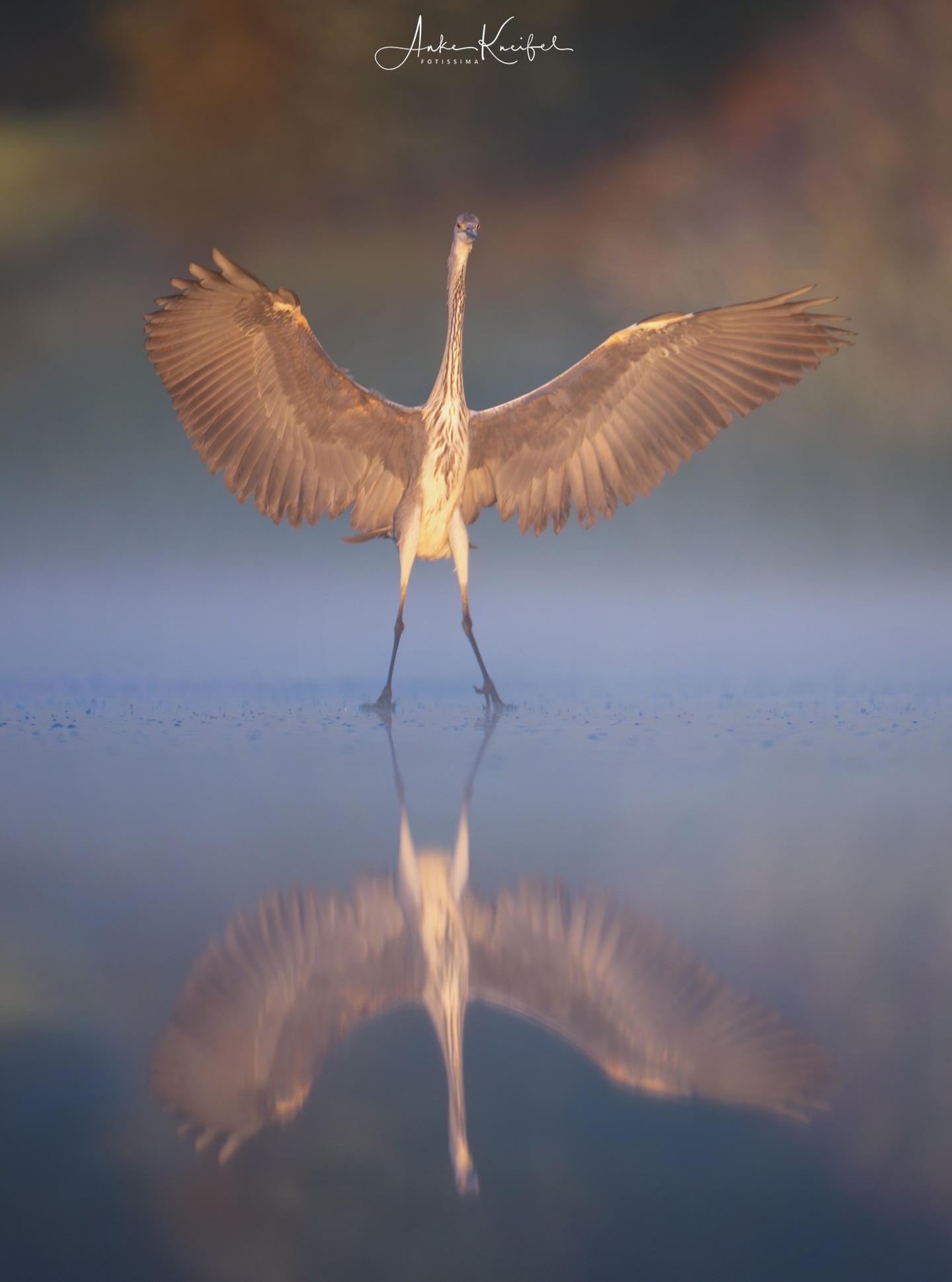 Graureiher 🙋‍♀️
⁣⁣ #birds⁣⁣
⁣⁣ #graureiher
⁣⁣ #animalphotography ⁣⁣
⁣⁣ #myphotosneedsynology #fotografie⁣⁣
⁣⁣ #photography⁣⁣
⁣⁣ #wildlife⁣⁣
⁣⁣ #wildlifephotography⁣⁣
⁣⁣ #naturephotography ⁣⁣
⁣⁣ #natur ⁣⁣
⁣⁣ #naturfotografie⁣⁣
⁣⁣ #ig_alls ⁣⁣
⁣⁣ #ig_naturelovers⁣⁣
⁣⁣ #ig_myshot⁣⁣
⁣⁣ #worlds_beautiful_photos ⁣⁣
⁣⁣ #ig_wildlife⁣⁣
⁣⁣ #igscwildlife⁣⁣
⁣⁣ #marvelshots⁣⁣
⁣⁣ #infinity_worldshoot⁣⁣
⁣⁣ #earth_shotz⁣⁣
⁣⁣ #animals_shots⁣⁣
⁣⁣ #all_animals_addition⁣⁣
⁣⁣ #nature_sultans ⁣⁣
⁣⁣ #splendid_animals⁣⁣
⁣⁣ #nature_perfection ⁣⁣
⁣⁣ #amazing_shots⁣⁣
⁣⁣ #shots_of_animals⁣⁣
⁣⁣ #nature_brillance⁣⁣
⁣⁣ #bestbirdshots⁣⁣
⁣⁣ #best_birds_of_world