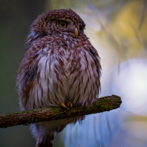 Sperlingskauz
.
.
.

#birds #sperlingskauz #animalphotography #sonyalpha #fotografie #photography #wildlife #wildlifephotography #naturephotography #natur #naturfotografie #ig_alls #ig_naturelovers #ig_myshot #worlds_beautiful_photos #ig_wildlife #igscwildlife #marvelshots #infinity_worldshoot #earth_shotz #animals_shots #all_animals_addition #nature_sultans #splendid_animals #nature_perfection #amazing_shots #shots_of_animals #nature_brillance #bestbirdshots #best_birds_of_world