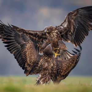 Seeadler

#seeadler #animals #animalphotography #birds #birdphotography #tierfotografie #tiere #fotografie #photography #wildlife #wildlifephotography #naturephotography #natur #naturfotografie #ig_alls #ig_naturelovers #ig_myshot #worlds_beautiful_photos #ig_wildlife #igscwildlife #marvelshots #infinity_worldshoot #igbest_shotz #earth_shotz #animals_shots #all_animals_addition #nature_sultans #splendid_animals #nature_perfection #amazing_shots