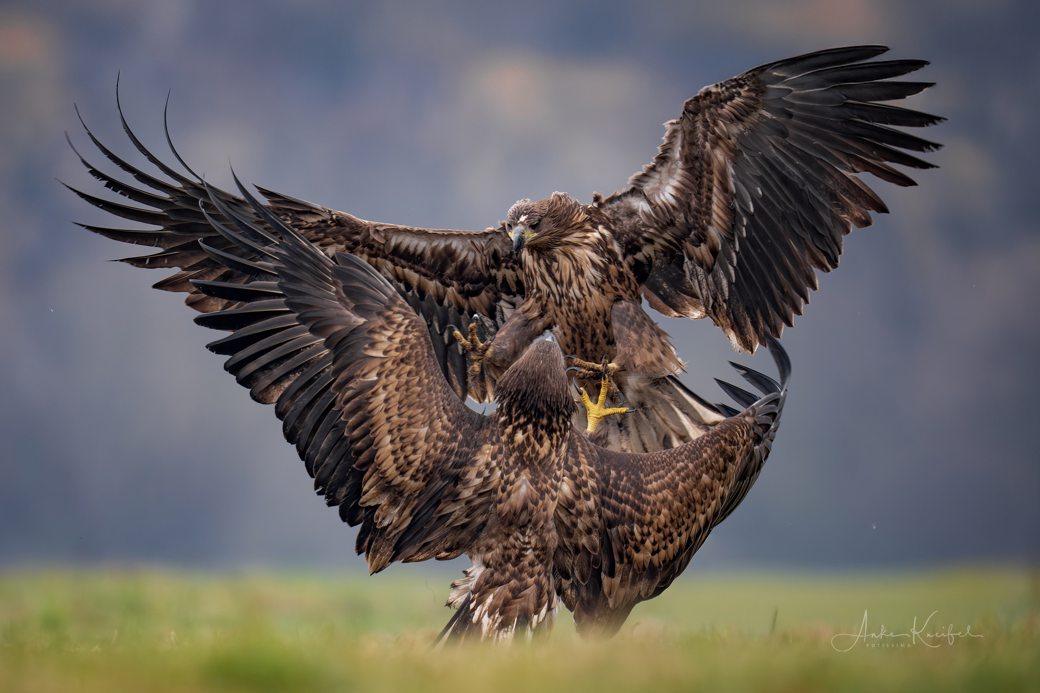 Seeadler

#seeadler #animals #animalphotography #birds #birdphotography #tierfotografie #tiere #fotografie #photography #wildlife #wildlifephotography #naturephotography #natur #naturfotografie #ig_alls #ig_naturelovers #ig_myshot #worlds_beautiful_photos #ig_wildlife #igscwildlife #marvelshots #infinity_worldshoot #igbest_shotz #earth_shotz #animals_shots #all_animals_addition #nature_sultans #splendid_animals #nature_perfection #amazing_shots