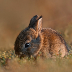 Wildkaninchenbaby🥰
.....⁣⁣⁣.⁣⁣⁣
#wildkaninchen #cute #animals #animalphotography #tierfotografie #fotografie #photography #wildlife #wildlifephotography #naturephotography #natur #naturfotografie #ig_alls #ig_naturelovers #ig_myshot #worlds_beautiful_photos #ig_wildlife #igscwildlife #marvelshots #infinity_worldshoot #earth_shotz #animals_shots #all_animals_addition #nature_sultans #splendid_animals #nature_perfection #amazing_shots #nature_brillance #sonyalpha #sony