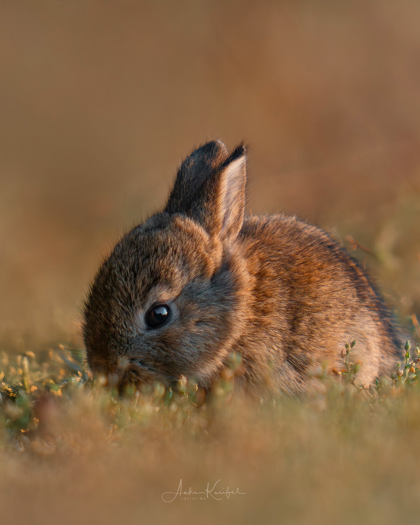 Wildkaninchenbaby🥰
.....⁣⁣⁣.⁣⁣⁣
#wildkaninchen #cute #animals #animalphotography #tierfotografie #fotografie #photography #wildlife #wildlifephotography #naturephotography #natur #naturfotografie #ig_alls #ig_naturelovers #ig_myshot #worlds_beautiful_photos #ig_wildlife #igscwildlife #marvelshots #infinity_worldshoot #earth_shotz #animals_shots #all_animals_addition #nature_sultans #splendid_animals #nature_perfection #amazing_shots #nature_brillance #sonyalpha #sony