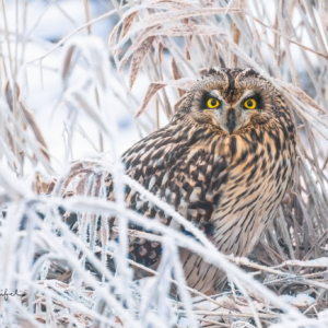 Sumpfohreule
.
.
.

#birds #sumpfohreule #wildlife_perfection #sonyalpha #freunde