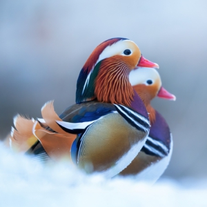 Mandarinenten🙋🏻&zwj;♀️
⁣⁣ #birds⁣⁣
⁣⁣ #mandarinente 
⁣⁣ #animalphotography ⁣⁣
⁣⁣ #fotografie⁣⁣
⁣⁣ #photography⁣⁣