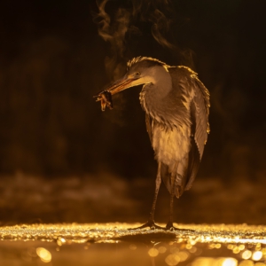 Graureiher#graureiher #water#smoke #wildlife #photographie