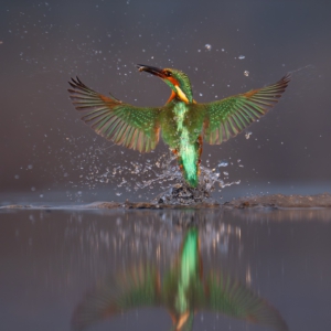 Eisvogel #kingfisher ##winter#fotografie #sonya9ⅱi #lieblingsvogel