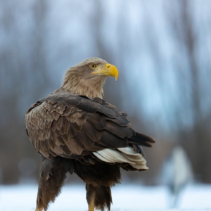 Seeadler #seeadler#winter#wildlife_perfection #bird_brilliance #eagles