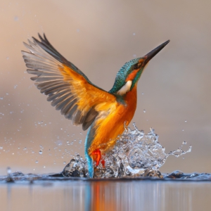 Eisvogel #kingfisher #eisvogel#bridges #naturephotography🍃 #sonyalpha #wildlife_perfection