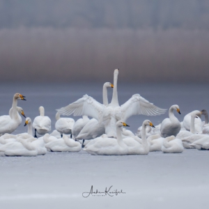 Singschw&auml;ne #winter#sonyalpha #birdsofinstagram #wildlifephotography #happyday
