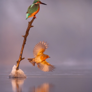 Dream-Team #kingfisher #robin #wildlife_perfection #bird_brilliance #nature_lovers