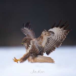 M&auml;usebussard #bird_brilliance #birds_nature #wildlife_perfection #nature_lovers #wildlifeplanet
