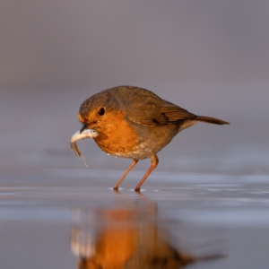 best friends #kingfisher #robin #bird_brilliance #wildlife_perfection #nature_lovers