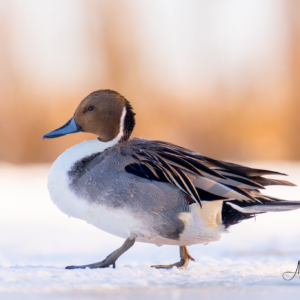 Spie&szlig;ente #bird_brilliance #bird_captures #wildlife_perfection #birdlife #nature_lovers