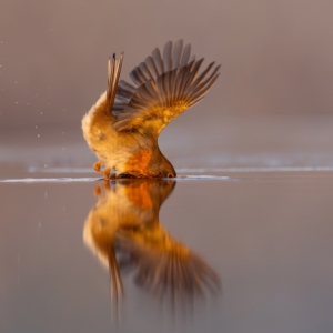 best friends #kingfisher #robin #bird_brilliance #wildlife_perfection #nature_lovers