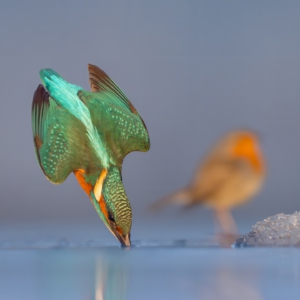 best friends #kingfisher #robin #bird_brilliance #wildlife_perfection #nature_lovers