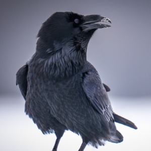 Kolkrabe #bird_brilliance #nature_lovers #wildlife_perfection #birds_nature #raven