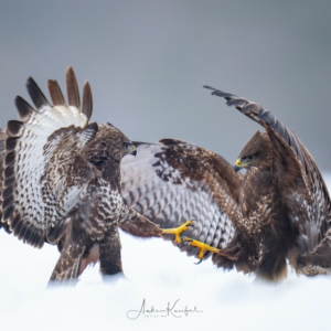 M&auml;usebussarde haben es wie viele andere Arten sehr schwer momentan. #wildlifephotography #nature_brilliance #birdphoto #winter#naturlovers