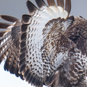 M&auml;usebussarde haben es wie viele andere Arten sehr schwer momentan. #wildlifephotography #nature_brilliance #birdphoto #winter#naturlovers