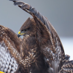 M&auml;usebussarde haben es wie viele andere Arten sehr schwer momentan. #wildlifephotography #nature_brilliance #birdphoto #winter#naturlovers