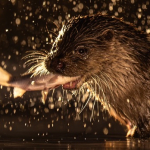 Fischotter #wildlife #wildlifefotography #naturlovers #hobbyfotografie #spa&szlig;amfotografieren