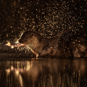 Fischotter #wildlife #wildlifefotography #naturlovers #hobbyfotografie #spa&szlig;amfotografieren