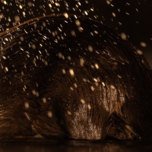 Fischotter #wildlife #wildlifefotography #naturlovers #hobbyfotografie #spa&szlig;amfotografieren