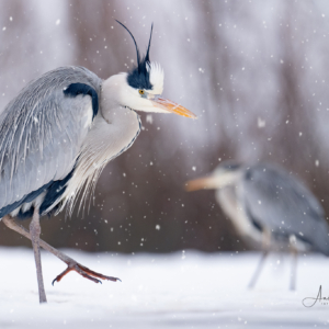 Graureiher #bird_brilliance #wildlife_perfection #photograpy #sonyalpha #winters