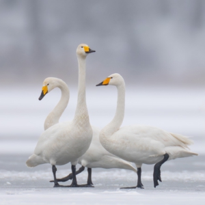 Singschw&auml;ne #winter#sonyalpha #birdsofinstagram #wildlifephotography #happyday