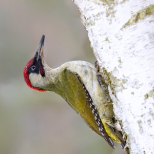 Gr&uuml;nspecht #wildlife_perfection #bird_brilliance #bird_captures #nature_lovers #winters