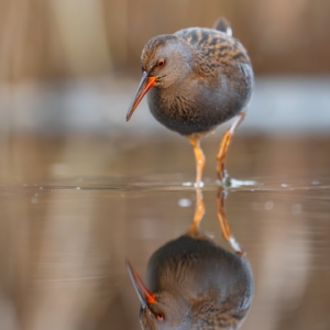 Wasserralle #bird_brilliance #wildlife_perfection #sonyalpha #nature_lovers #birds_nature