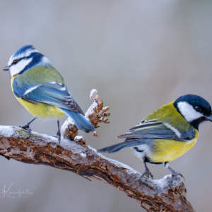 Meisen #blaumeise #kohlmeise #birds_nature #wildlife_perfection #naturlovers