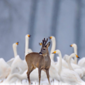 Rehbock #wildlife_perfection #nature_lovers #birds_nature #nature_of_our_world #ig_great_pics