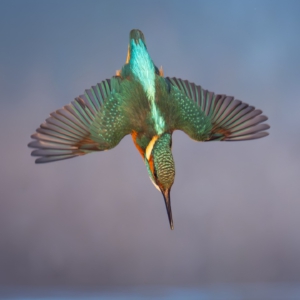 Eisvogel #birds_nature #bird_brilliance #nature_lovers #wildlife_perfection #wildlifephotographer